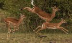 Do Impalas run fast?