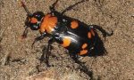 What cool things can beetles do?