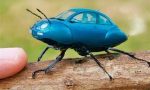 What is the rarest beetle?