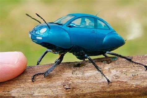 What is the rarest beetle?